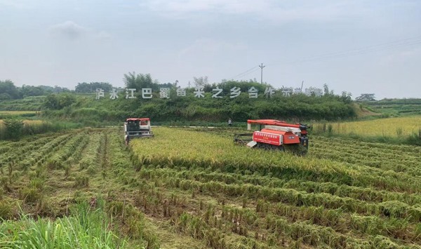 在江津，，，，，收割机穿梭田间收割水稻。。。。。牟举辉摄