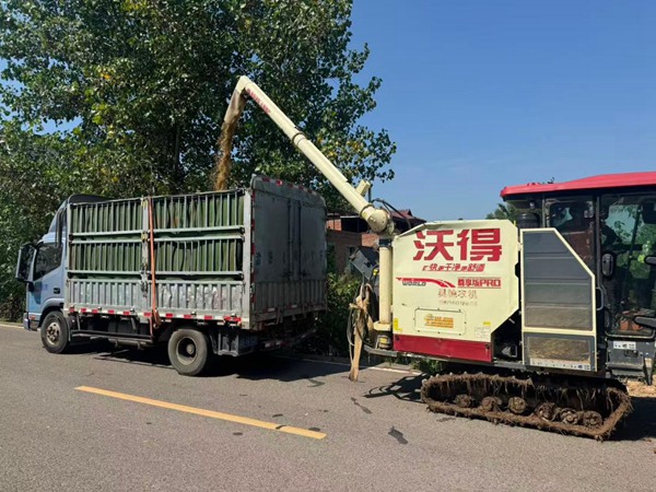 在永川，，，，，收割机正在将粮食转往运输车。。。。。邹家杰摄