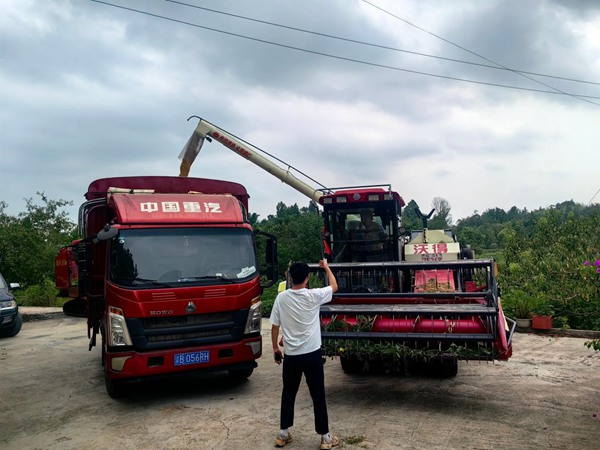 铜梁插腊村，，，，，手艺员正在指挥收割机将粮食转往运输车。。。。。彭韦摄